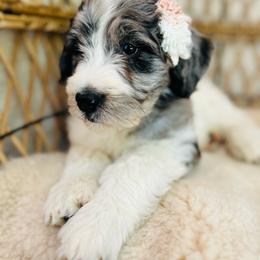 Eve - Merle female Bernedoodle puppy in Natural Bridge, Virginia from Rockbridge Puppies