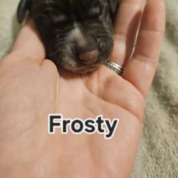 Frosty - Liver and white male German Shorthaired Pointer puppy in Norwich, Connecticut from Parker's Pointers