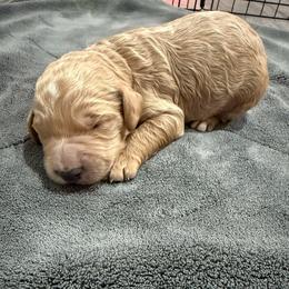 Grey - Apricot male Goldendoodle puppy in Bakersfield, California from Lavish Doodles