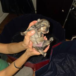 Puppy Girl 2 - Salt and pepper female Miniature Schnauzer puppy in Baldwin, New York from Schnauzy Pawz