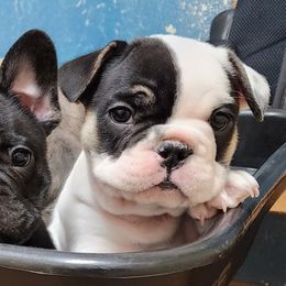 French Bulldog Puppies from Honey Hole Frenchies