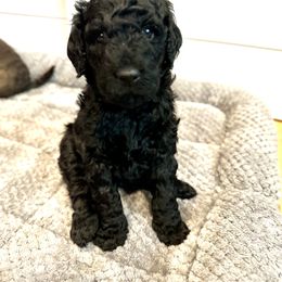 Girl 1 - Goldendoodle puppy from K&R Doodles