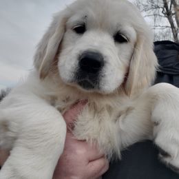 Golden Retriever Puppies from Kansas Prairie Pups