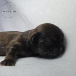 Boy 1 - Brindle male Shih Tzu puppy in League City, Texas from Divine Pups