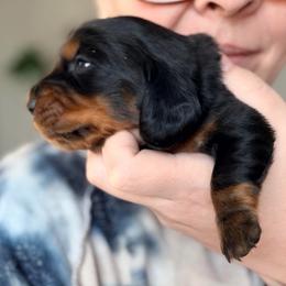 Tristan (green collar) - Black and tan male Dachshund puppy in Loris, South Carolina from Dogwood Mountain Dachshunds