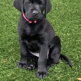 Labrador Retriever Puppies from On My Side Kennels