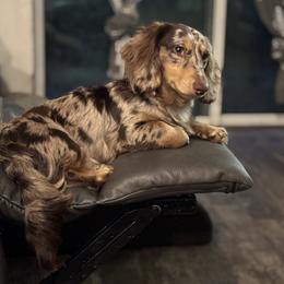 Thor - Dachshund