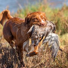 Nova Scotia Duck Tolling Retrievers from Temperis Tollers