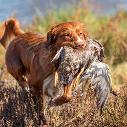 Nova Scotia Duck Tolling Retrievers from Temperis Tollers