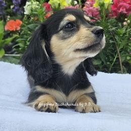 Zoie - Black and cream female Dachshund puppy in Ben Wheeler, Texas from Anytime Dachshunds by D.B.