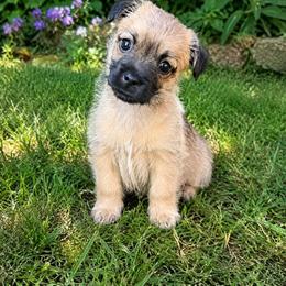 Wheaten 1 - Wheaten brindle female Cairn Terrier puppy in Centerville, Texas from Cedar Forrest Terriers LLC (Cairns & Australian Terriers)