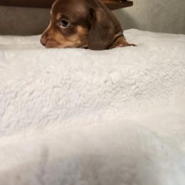 Rowdy - Chocolate and tan male Dachshund puppy in Lovell, Wyoming from Bernstein Doxies