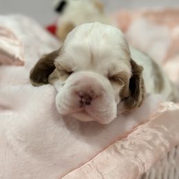 Red and white female 1 - Red and white female Cocker Spaniel puppy in Yuma, Arizona from Retrograde Kennels