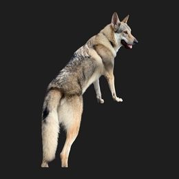 Czechoslovakian Vlcak All Grown Up from Acting K9 Services