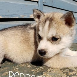 Siberian Husky Puppies from Little Handsome Siberians