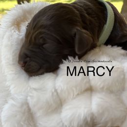 Goldendoodle Puppies from O’Doodle Clan Goldendoodles
