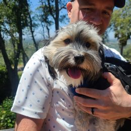 Havanese All Grown Up from HavtaHavRhavanese