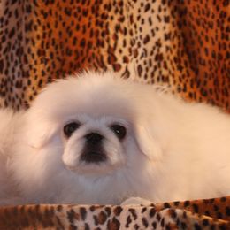 Marilyn - Pekingese