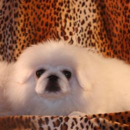 Marilyn - Pekingese