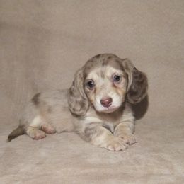 Dachshund Puppies from Doxie Waggin Tails