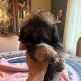 Emma - Black and tan female Shih Tzu puppy in Burlington, North Carolina from Nancy’s Lil’Shih Tzus