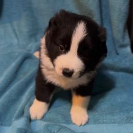 Girl 1 - Black and white female Border Collie puppy in Farmersville, Texas from Omegamtn Border Collies