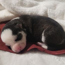 Girl 1 - female Pomsky puppy in Waddell, Arizona from Winsome Pomskies