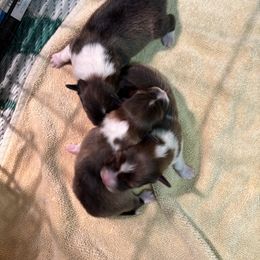 Boy 2 - Sable and white male Shetland Sheepdog puppy in Woodbury, Pennsylvania from Mejimo
