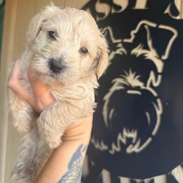 Macchiato - Wheaten male Miniature Schnauzer puppy in Fort Worth, Texas from Sissy’s Schnauzers