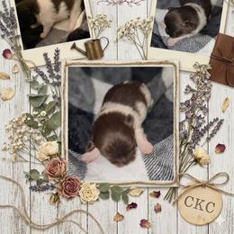 Bud - Chocolate parti male Pomeranian puppy in Gun Barrel City, Texas from Petite Poms