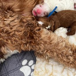 Boy 2 - Red  male Goldendoodle puppy in Elk Grove, California from Doodles by Faith