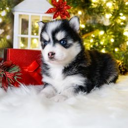 Pomsky Puppies from Arctic Star Pomskies