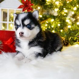 Pomsky Puppies from Arctic Star Pomskies