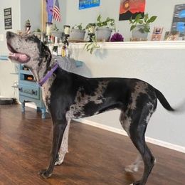 Great Danes from Collver Danes