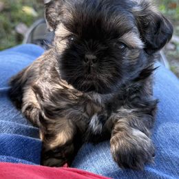 Malachai - Black and white male Shih Tzu puppy in Marshfield, Missouri from Hillside Loop Kennel LLC