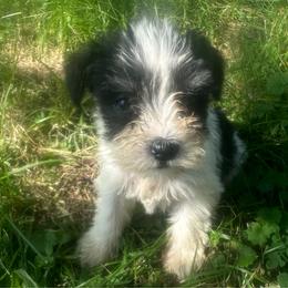 Boy 3 - Parti male Miniature Schnauzer puppy in West Point, Nebraska from Canyon Rose Schnauzers