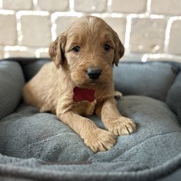 Boy 1-red - Apricot male Goldendoodle puppy in Mattawan, Michigan from Doodifuldoods