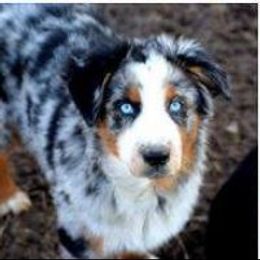 Star - Australian Shepherd