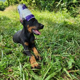 Doberman Pinscher puppies from Shakarri Irish Setters