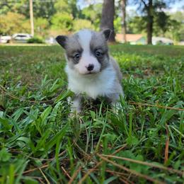 Angelica Schuyler - Sable and white female American Corgi puppy in Tallahassee, Florida from Koko's Korgis