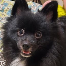 Pomeranians from Wilman's Poms