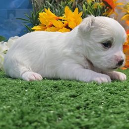 Noah - White and lemon male Maltese puppy in Aurora, Missouri from KnJ Precious Paws LLC