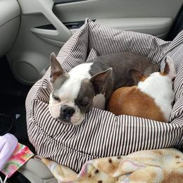 Boston Terrier Puppies from CC'S Boston Babies