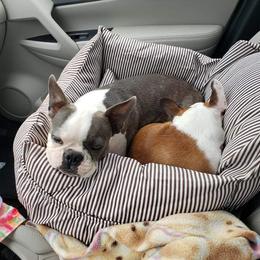 Boston Terrier Puppies from CC'S Boston Babies