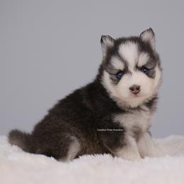 Josephine - Black and white female Pomsky puppy in Loxahatchee, Florida from Cardinal Point Pomskies