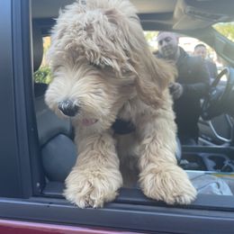 Labradoodle All Grown Up from Faulkner Doodles