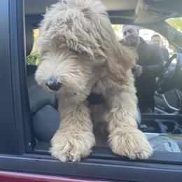 Labradoodle All Grown Up from Faulkner Doodles