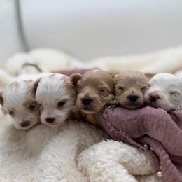 Maltipoo puppies from Grassy Meadow Pups