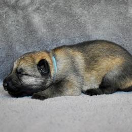 Blue - Sable female German Shepherd puppy in Cherryville, North Carolina from Masky Kennel