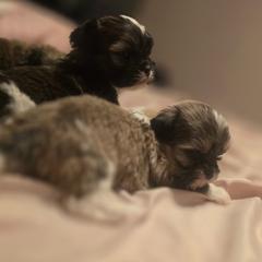 Hannah - Brown female Mal-Shi puppy in Pleasant Hill, Iowa from Courtney Nicole's Mal Shihs & Goldendoodles